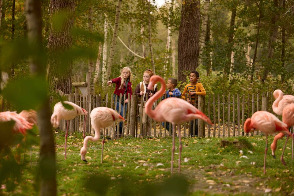 Flamingos und Kinder im AquaZoo