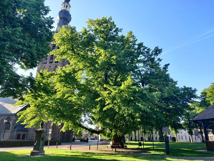 Een foto van de prachtige boom in Hilvarenbeek: de Geboden Linde.