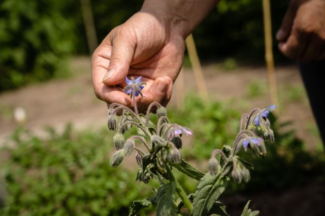 Groenten van het land bij Bijzonder Brabants