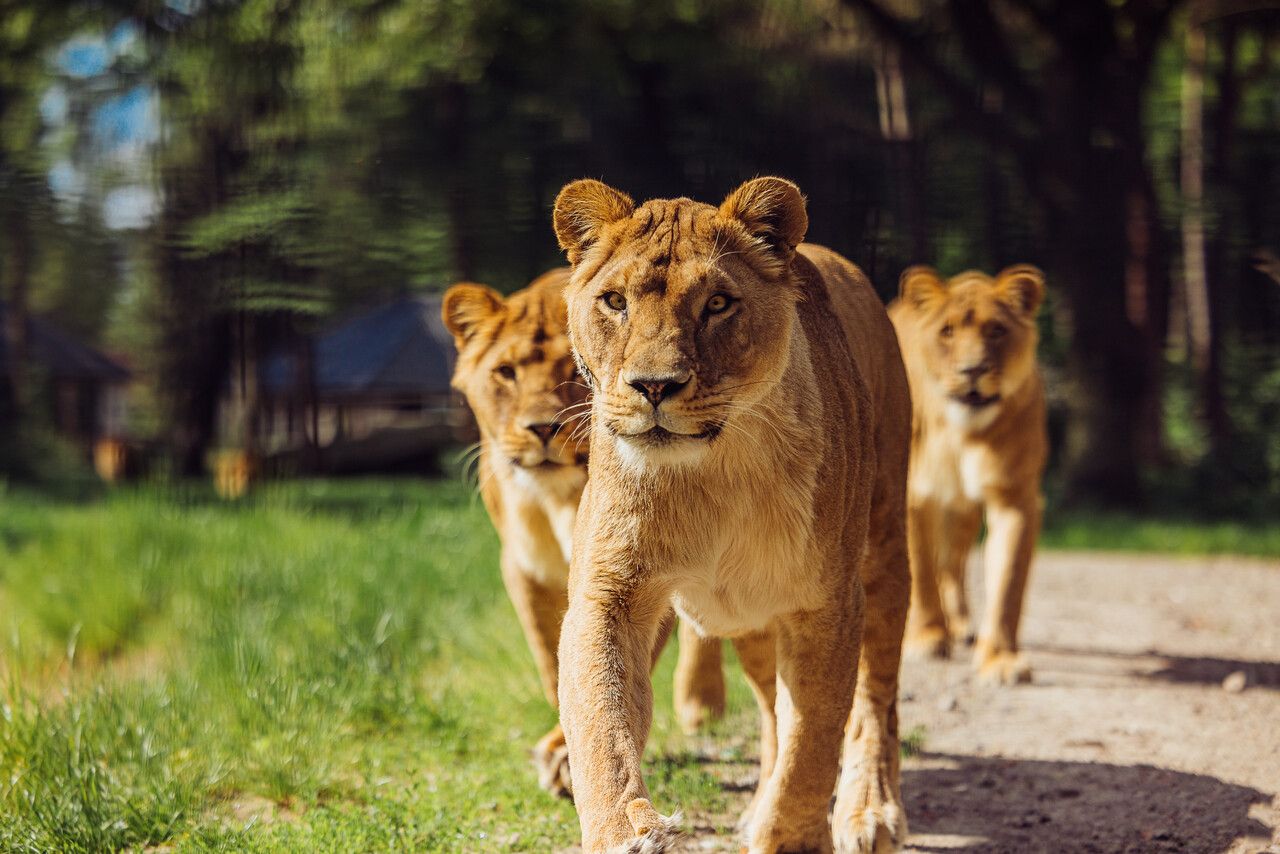 Safaripark Beekse Bergen