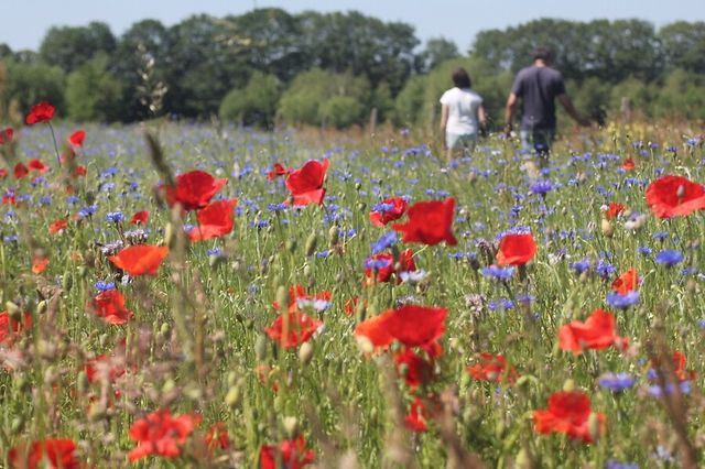 Bloemen Menmoerhoeve Etten-Leur
