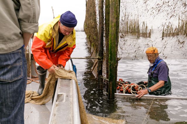Ansjovis vangen Bergen op Zoom